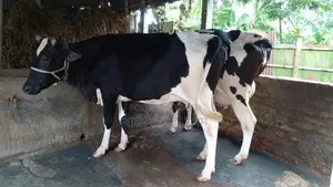 ১০৪০নং উন্নত জাতের ২টি গাভী কিনুন পোষার জন্য ।