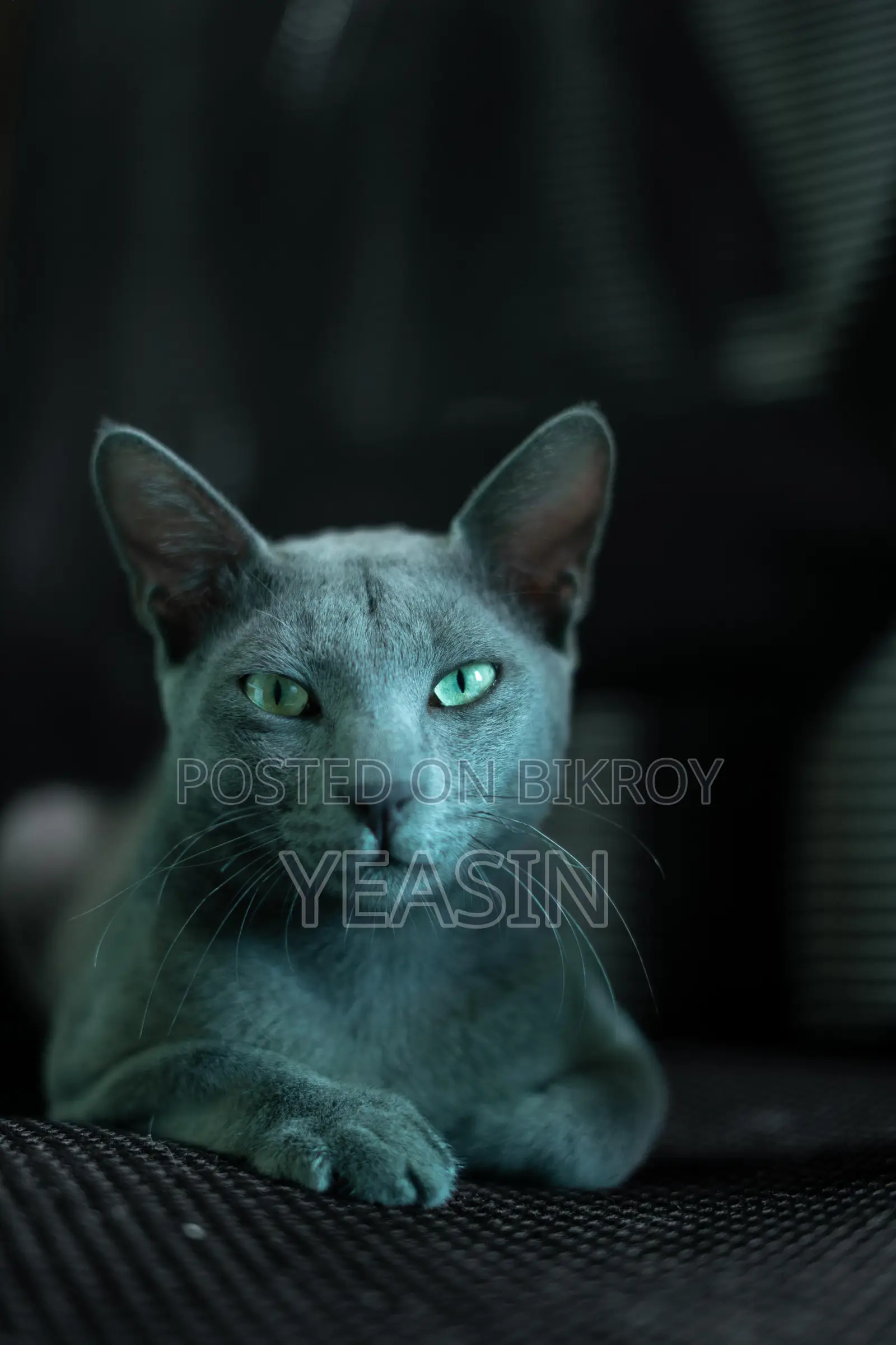 Russian Blue Kitten Male