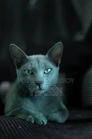 Russian Blue Kitten Male