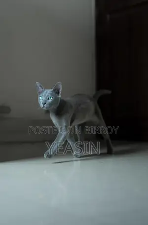 Russian Blue Kitten Male