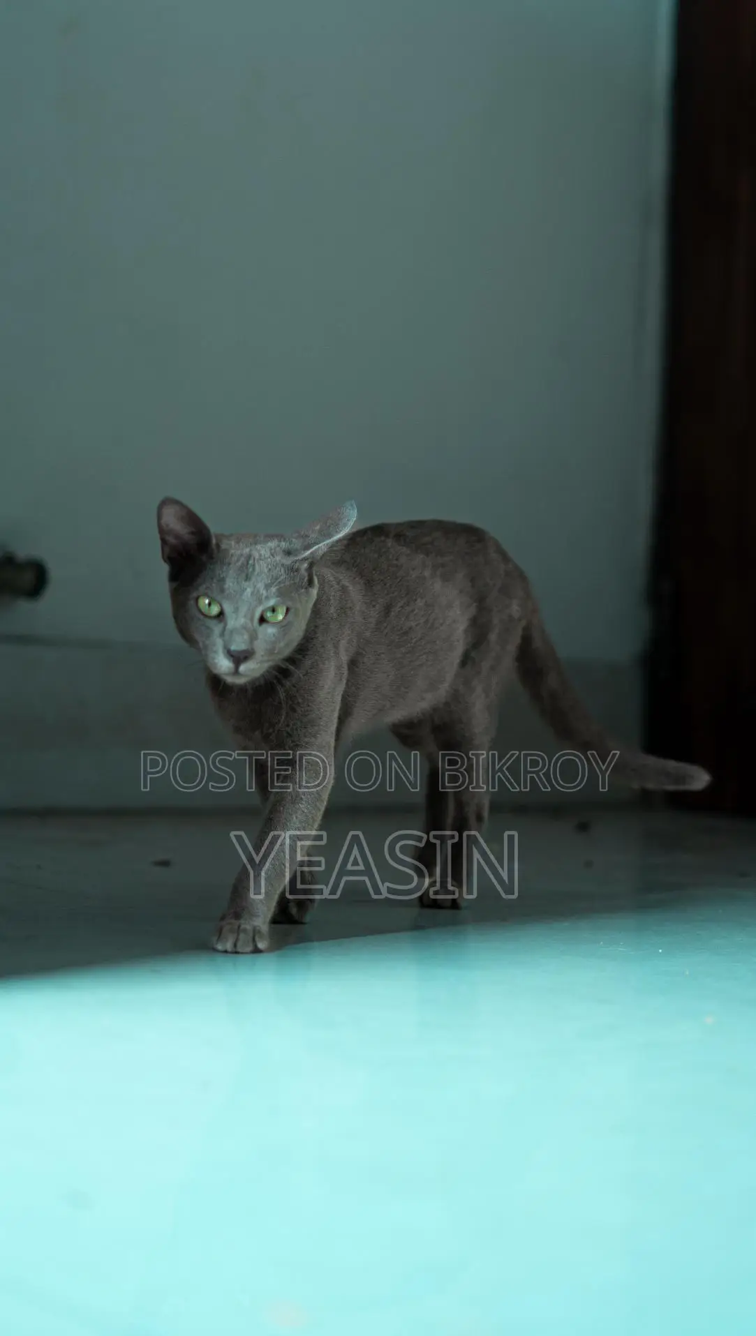 Russian Blue Kitten Male