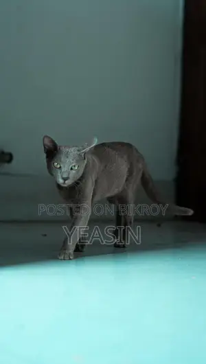 Russian Blue Kitten Male