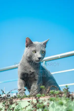 Russian Blue Kitten Male