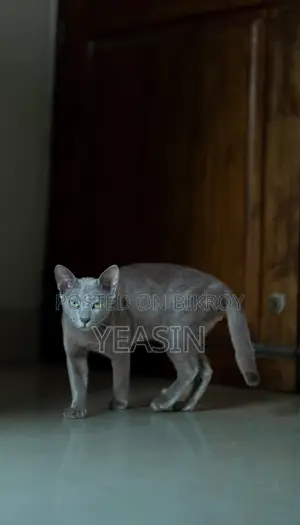 Russian Blue Kitten Male