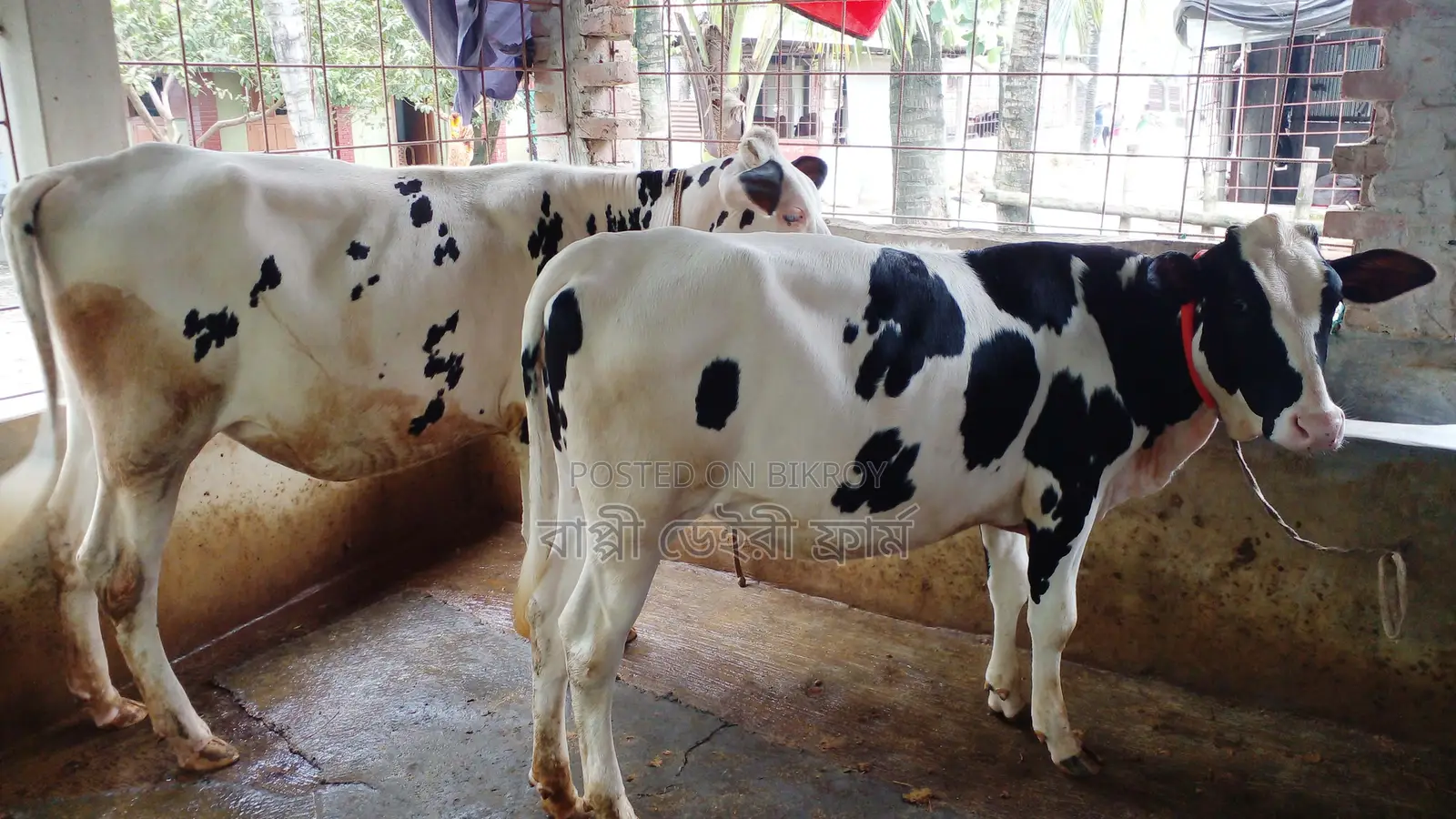 Two high-quality heifers for sale (No. 1039).