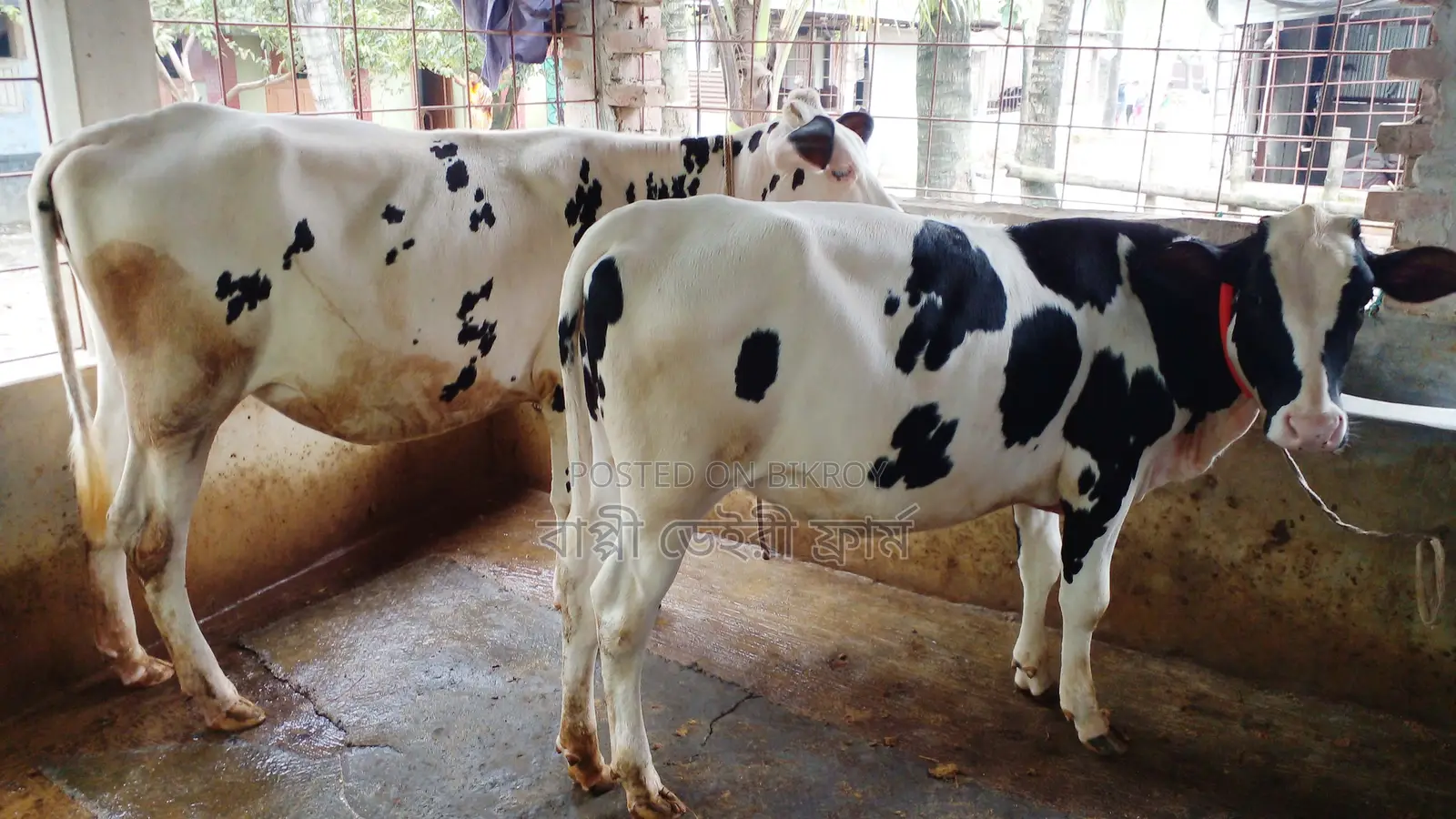 Two high-quality heifers for sale (No. 1039).