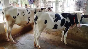 Two high-quality heifers for sale (No. 1039).