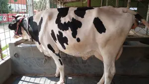 ১০৪৪ নং প্রতিদিন ১৬ লিটার দুধের গাভী কিনুন ।
