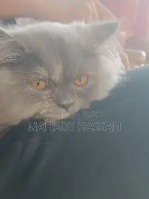 Persian Female Cat