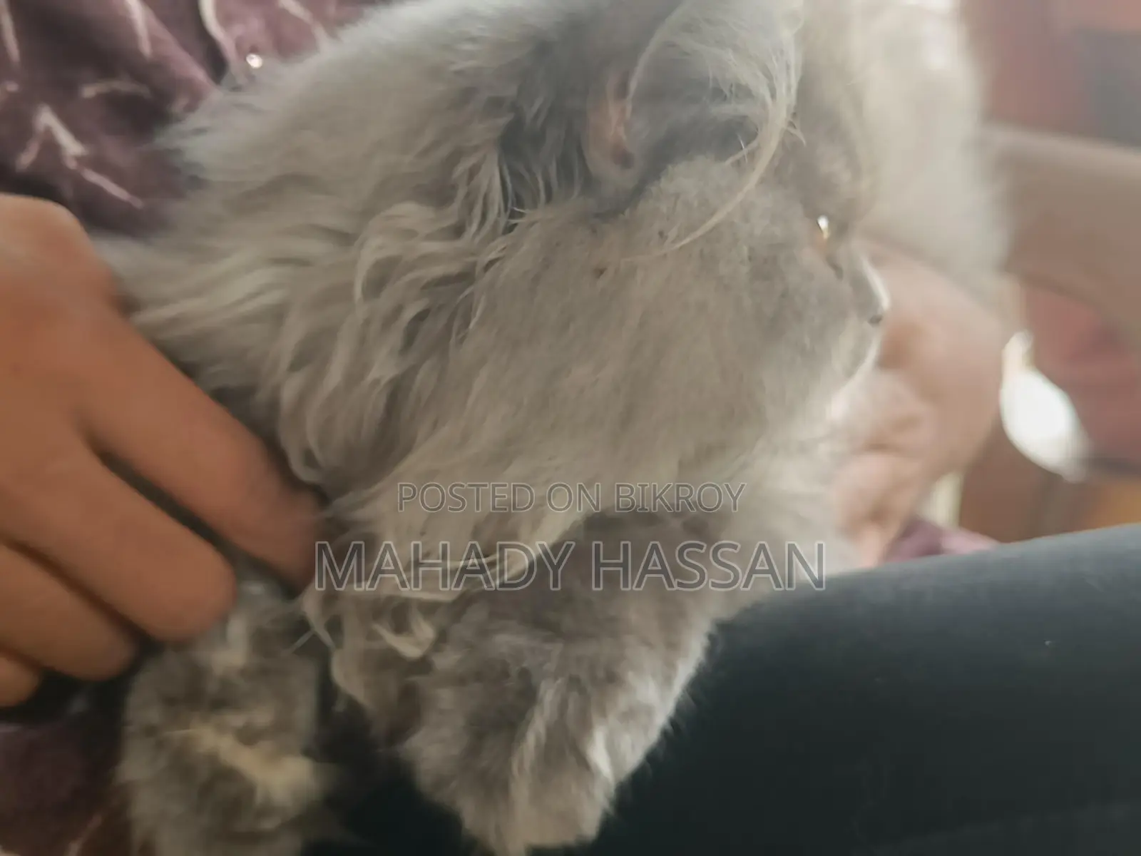 Persian Female Cat
