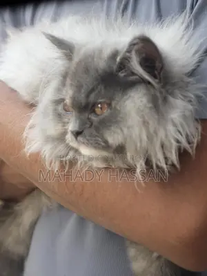 Persian Female Cat