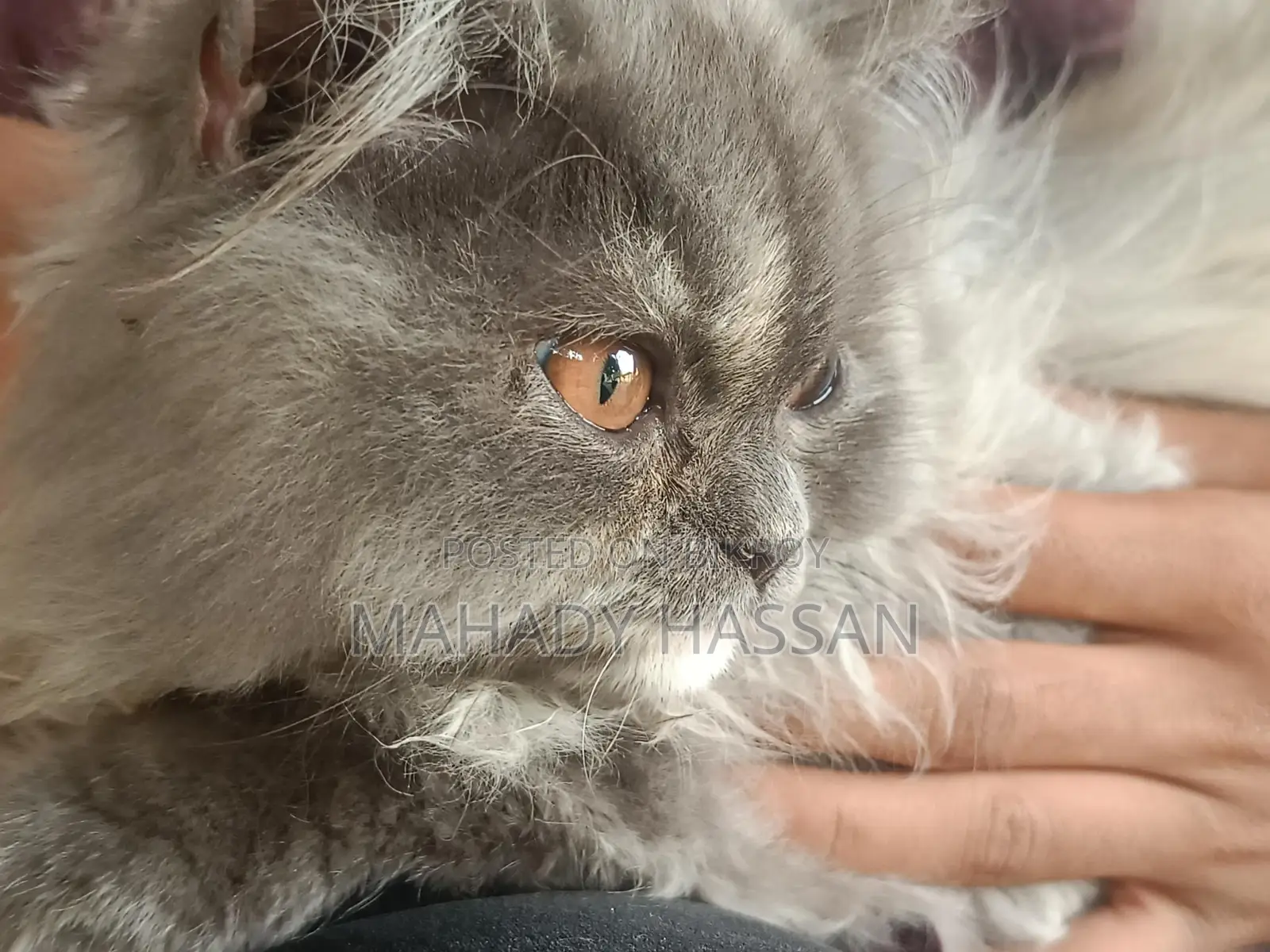 Persian Female Cat
