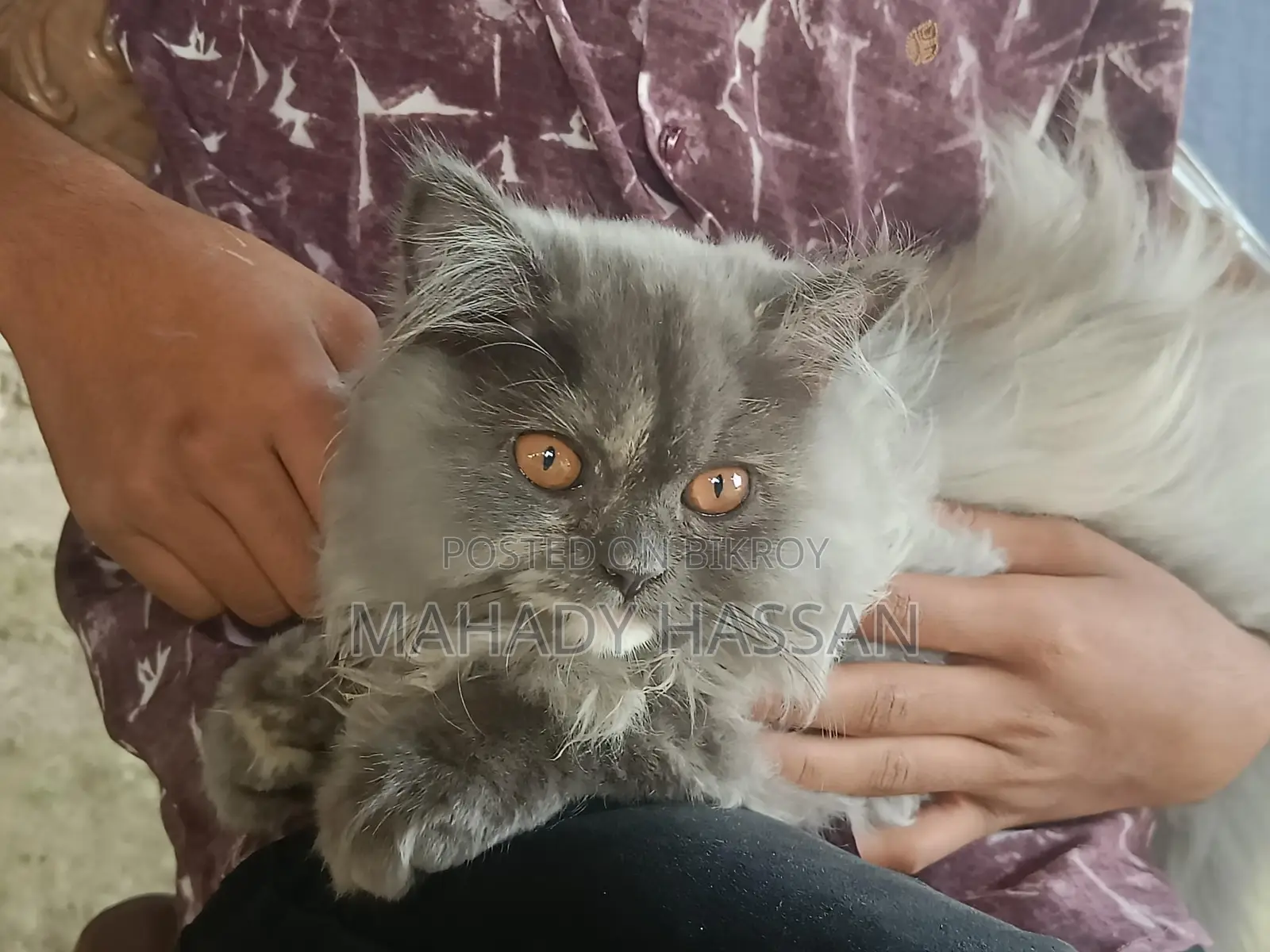 Persian Female Cat