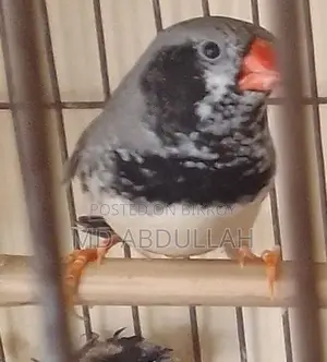 Bbbc Jambu Fince Male