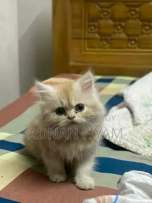 Traditional Persian Cat