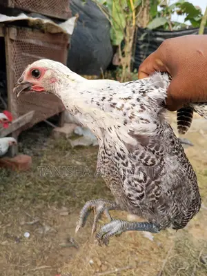 ফাওমি মুরগি