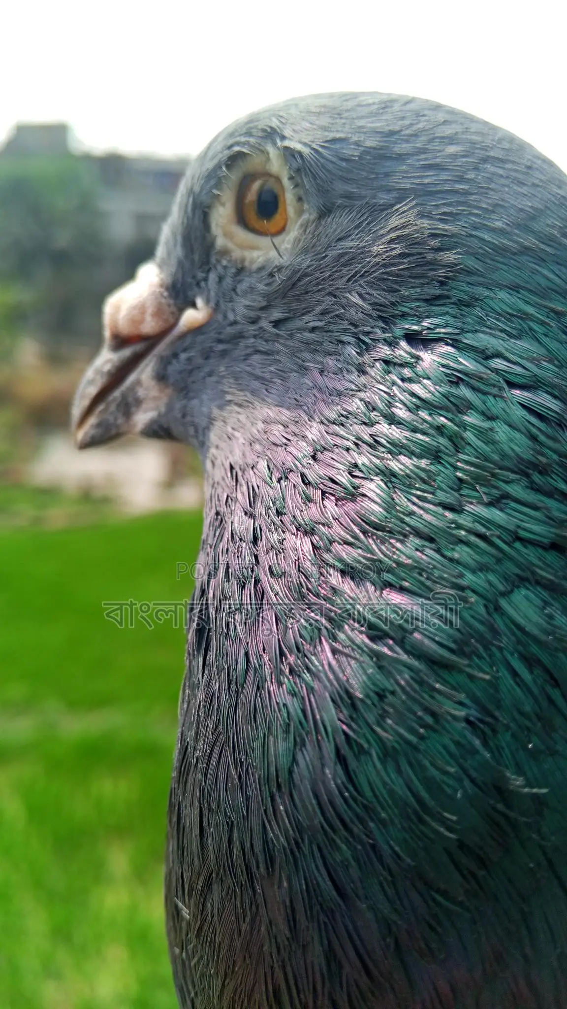 রেসার নর