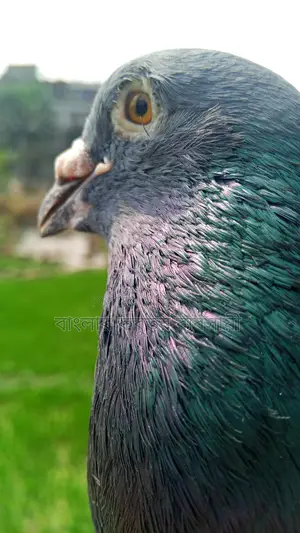 রেসার নর
