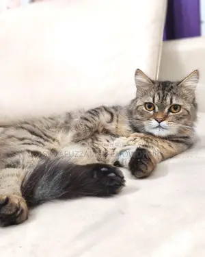 Brown Tabby Doll Face Persian