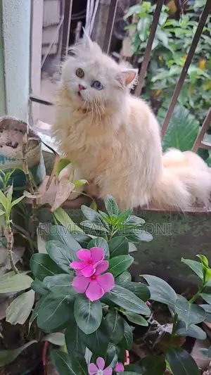 Persian Cat