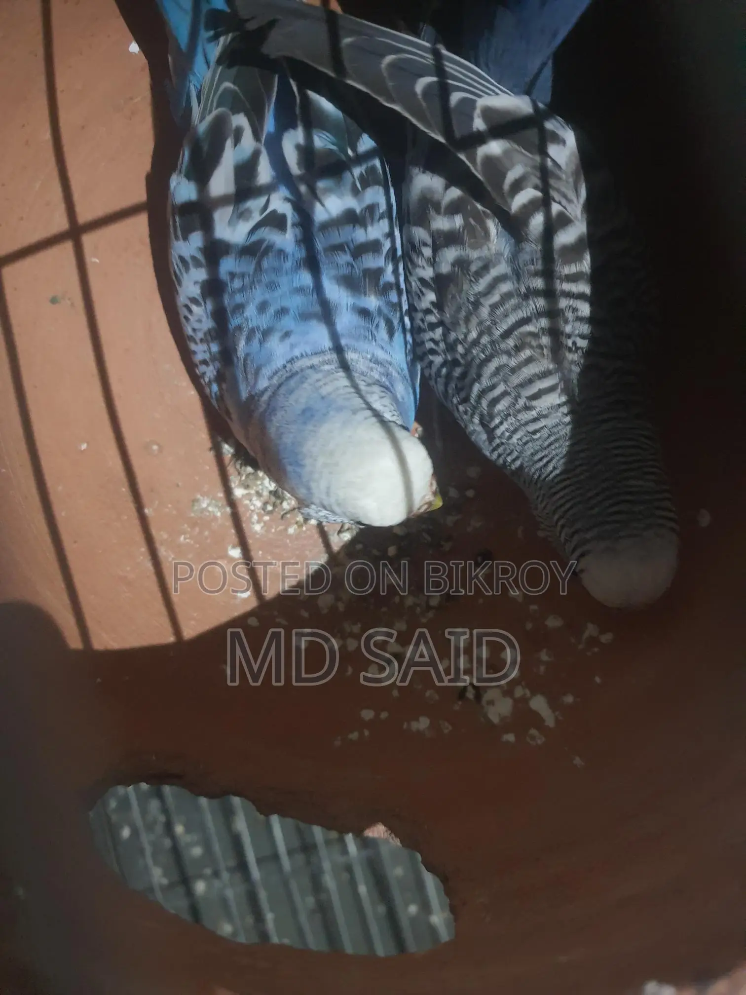 Budgerigar Birds