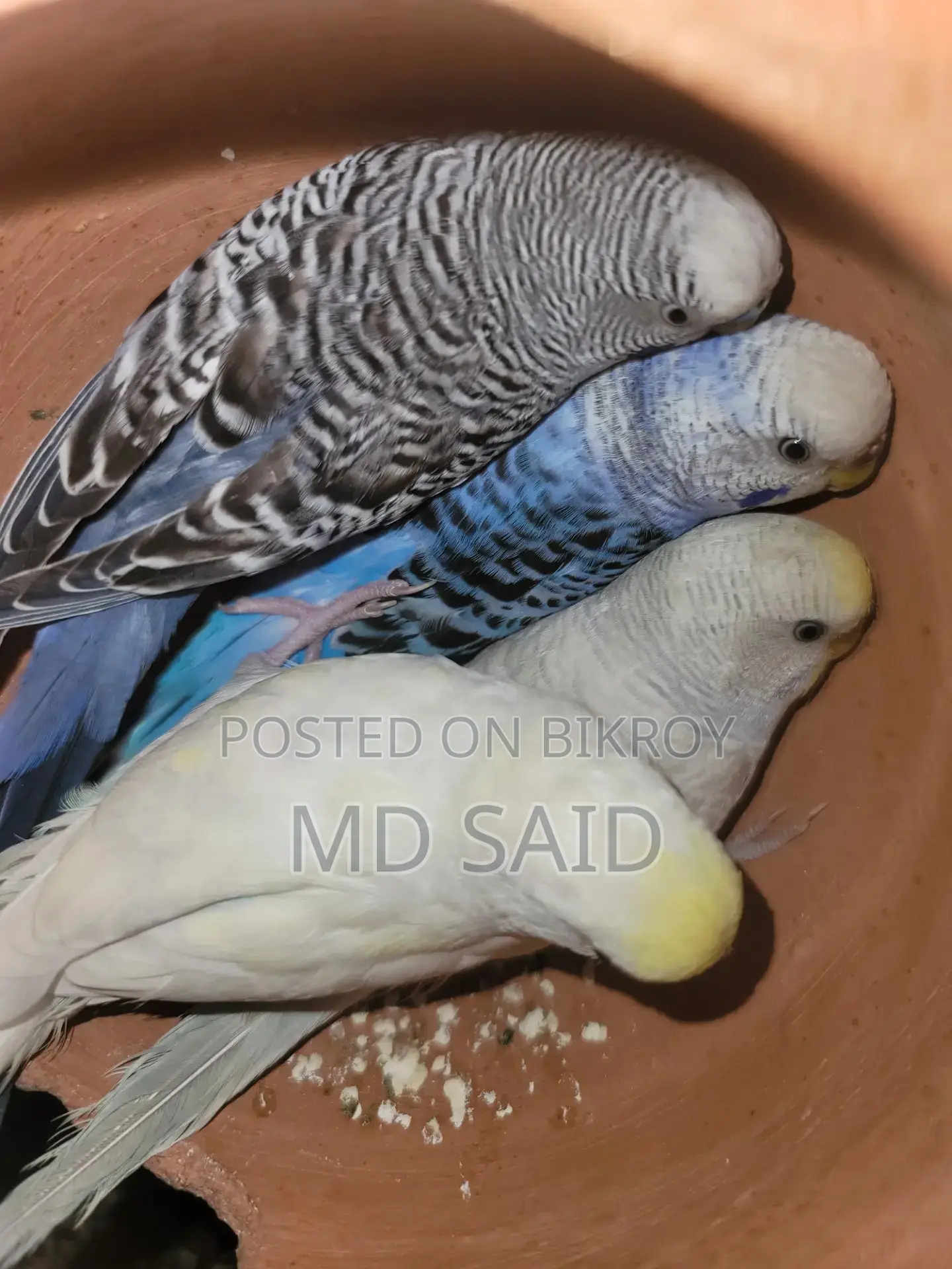 Budgerigar Birds
