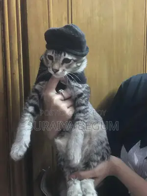 Mixed Cat For Sale