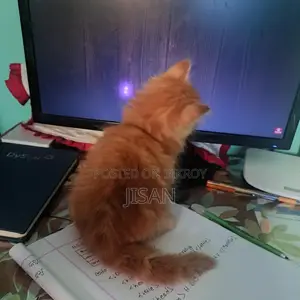 Persian cat