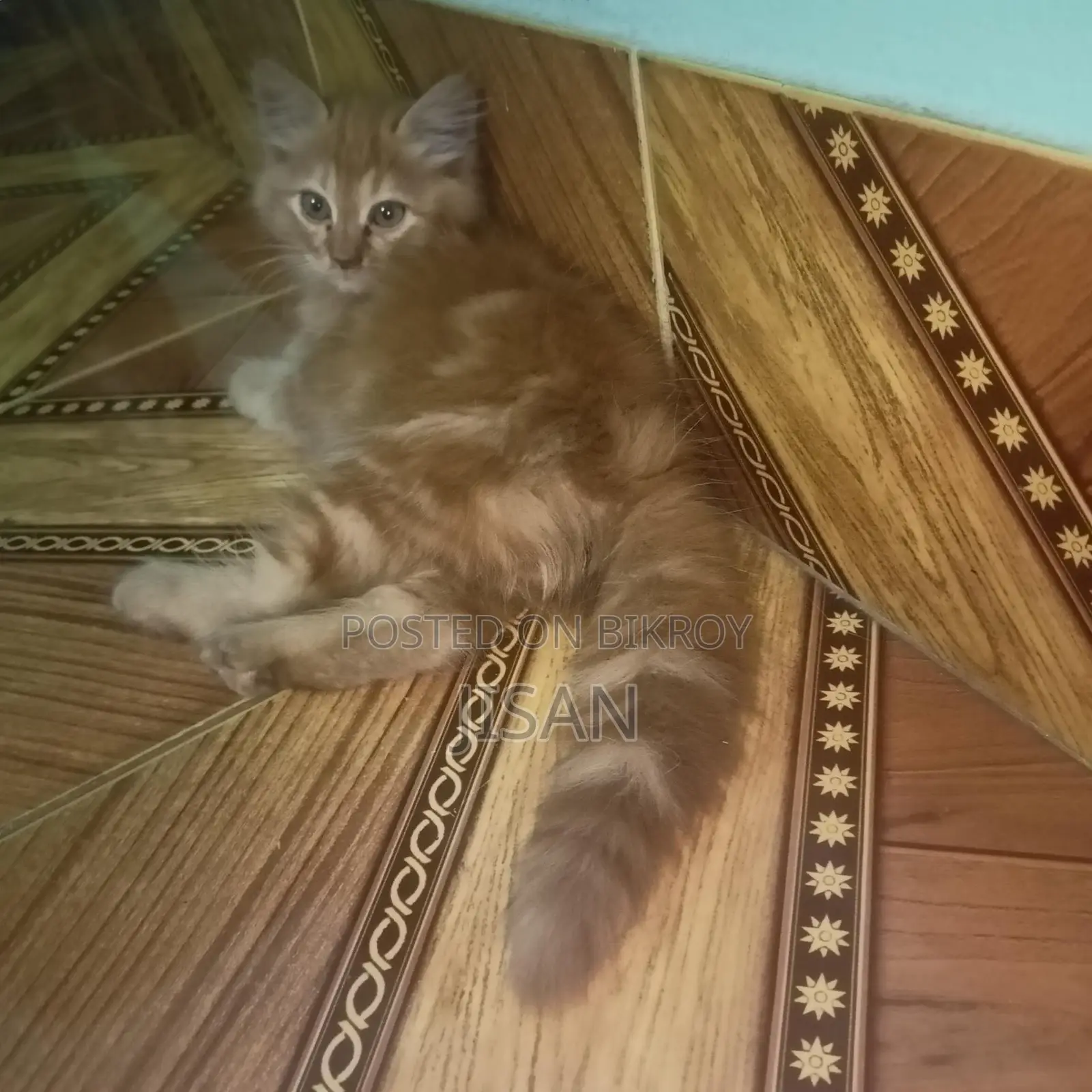 Persian cat