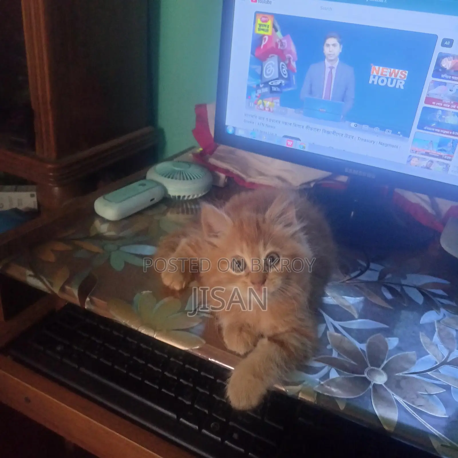 Persian cat