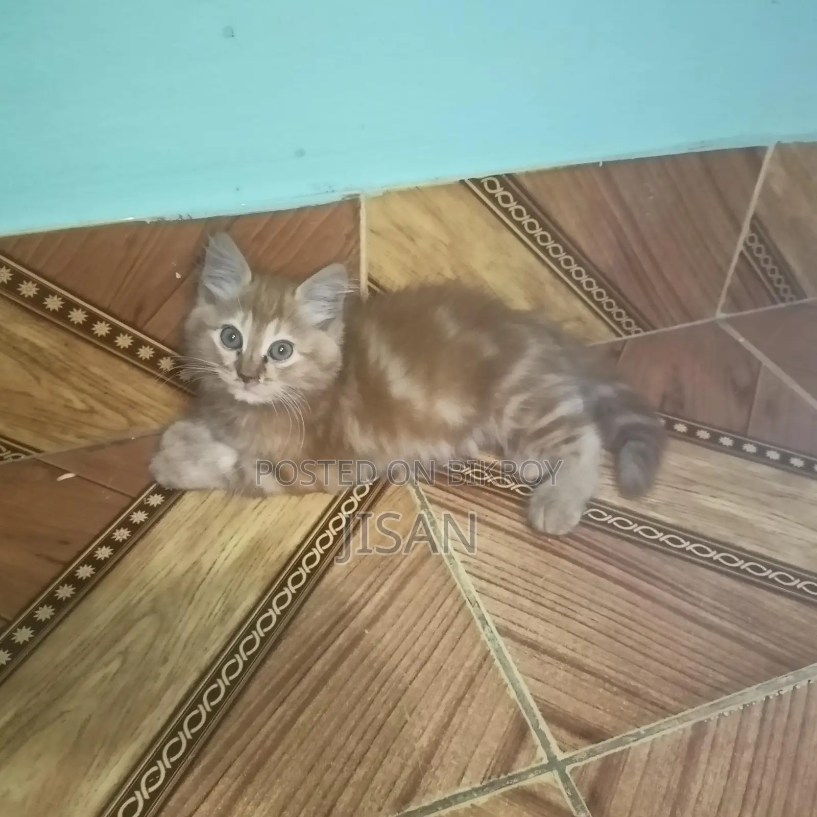 Persian cat