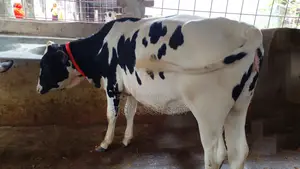 বকনা বাছুর গরু ভালো জাতের।(১০৫৭নং)
