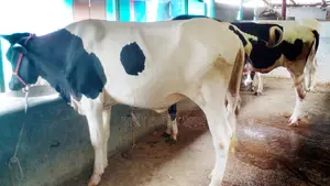 ১০৫৮নং উন্নত জাতের বকনা বিক্রয় হবে ।