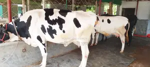 ১০৪৯ ৩টি গাভী বিক্রয় হবে উন্নত জাতের ।