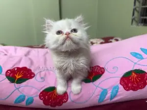 পাঞ্চ ফেস ট্রিপল কোড ফিমেইল পার্সিয়ান কিটেন