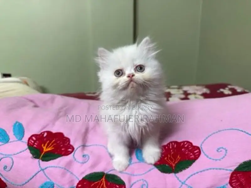পাঞ্চ ফেস ট্রিপল কোড ফিমেইল পার্সিয়ান কিটেন