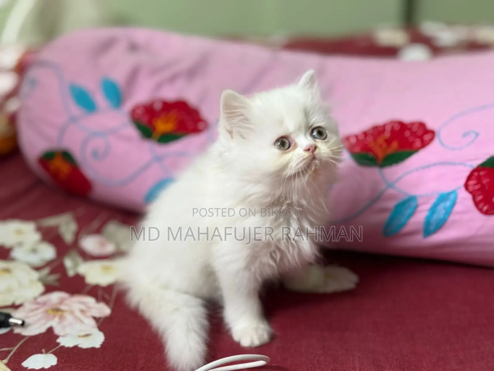 পাঞ্চ ফেস ট্রিপল কোড ফিমেইল পার্সিয়ান কিটেন