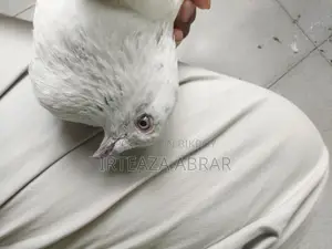 White Pigeon (Female)