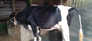 ১০৬২ নং উন্নত জাতের গাভী গরু কিনুন ।