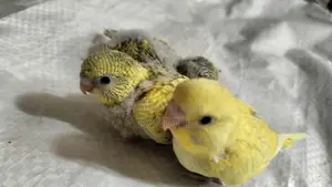 Bajrigar Baby spangle