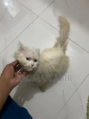 পার্সিয়ান অড আই