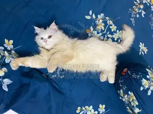 পার্সিয়ান অড আই