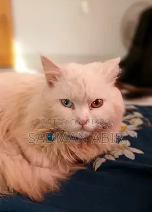 পার্সিয়ান অড আই