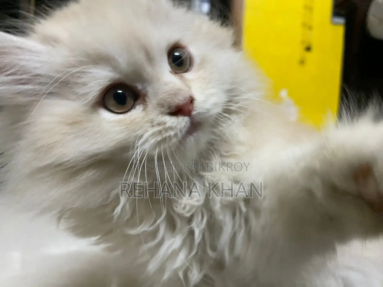 Persian Cat for Sale