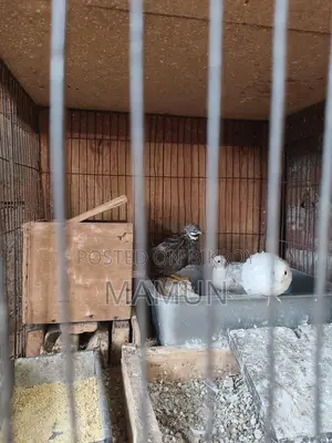 King Quail