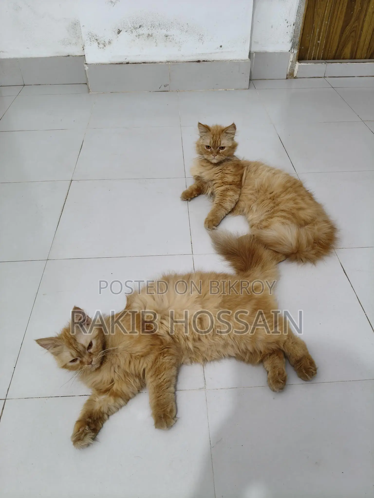 Persian Cat