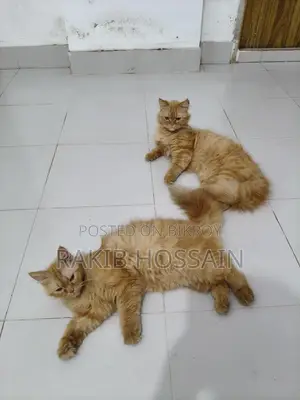 Persian Cat