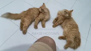 Persian Cat