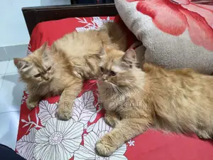 Persian Cat