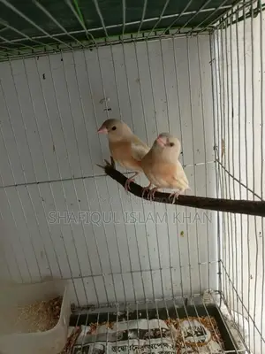গোল্ডিয়ান ফিঞ্চ